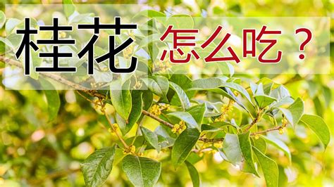 桂花禁忌|桂花的功效与作用、禁忌和食用方法